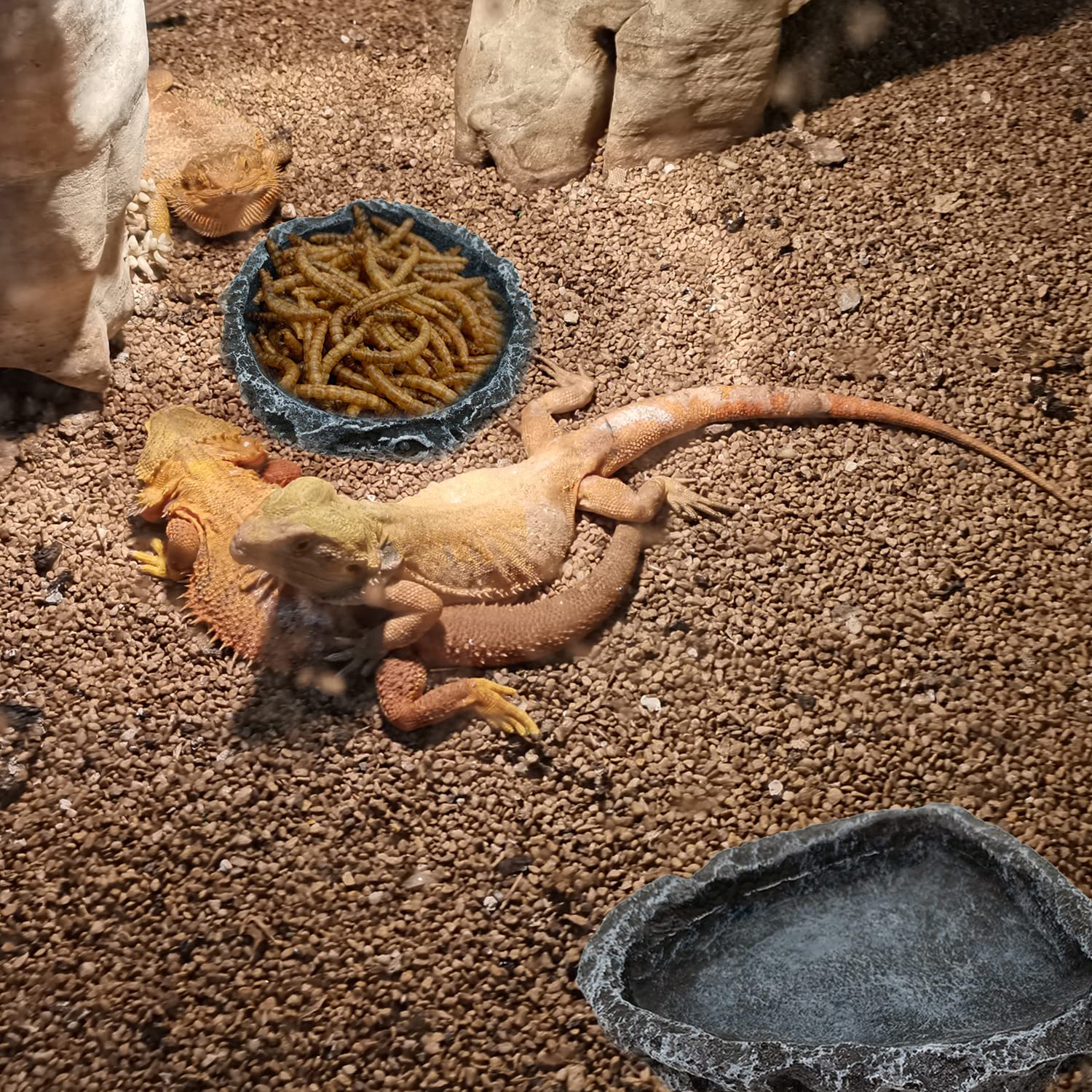 وعاء طعام وزاوية مياه للزواحف، - مراجعة Water Dish Reptile وسعره