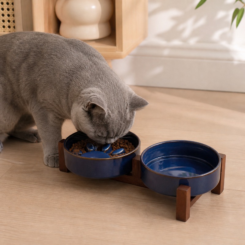وعاء قطط من السيراميك على الطر - مراجعة Royal Canin Food Medium وسعره