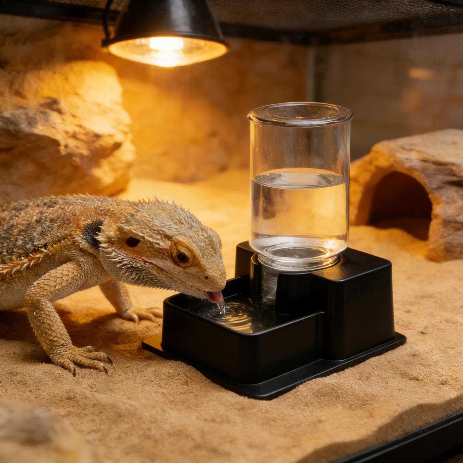 نافورة مياه أوتوماتيكية للزواح - مراجعة Water Dish Reptile وسعره